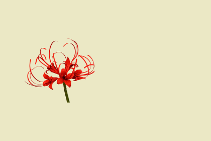 Il tempo dei fiori