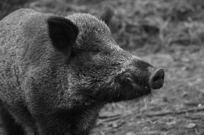 Immagine cinghiale