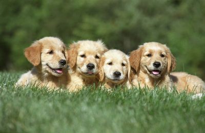 cuccioli di cane